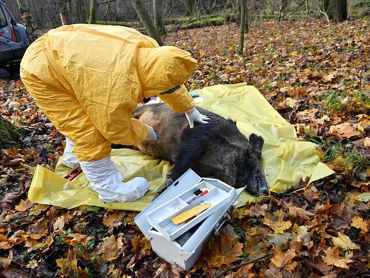 Polnische Veterinärbehörden trainieren bei einer Notfallübung für das Auftreten der Afrikanischen Schweinepest (ASP). Foto: Marcin Bielecki/PAP/dpa