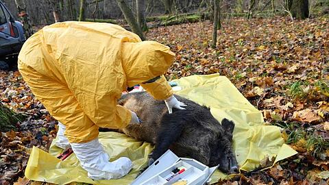Polnische Veterinärbehörden trainieren bei einer Notfallübung für das Auftreten der Afrikanischen Schweinepest (ASP). Foto: Marcin Bielecki/PAP/dpa