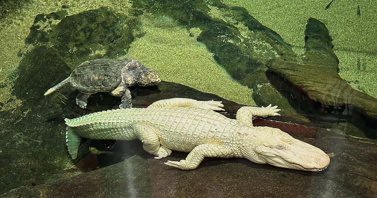 Albino-Alligator-Claude-in-den-USA-gestorben