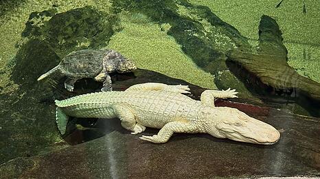 Albino-Alligator Claude lag meist regungslos auf einem beheizten Felsen oder schwamm mit Schildkröten durch sein Becken. (Archivbild)