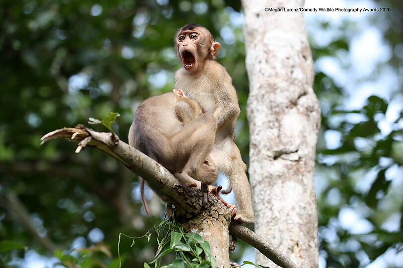 The Comedy Wildlife Photography Awards 2020
Megan Lorenz
Etobicoke
Canada
Phone: 
Email: 
Title: Monkey Business
Description: While on a trip to Borneo, I had many opportunities to watch monkeys interacting with each other.  These Pig-Tailed Macaques  showed me a bit more than I bargained for!  Don't blame me...I just take the photos, I can't control the wildlife!   So many titles came to mind for this photo but I went with the safe "family-friendly" option and called it "Monkey Business".
Animal: Pig-Tailed Macaques
Location of shot: Kinabatangan River in Borneo, Malaysia