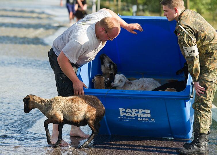Die Leute, die zufällig in Schönhausen vorbei kamen, retteten rund zehn Schafe, die sonst wohl ertrunken wären.