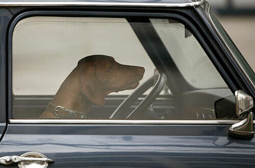 Mit dem Auto reist der Hund am bequemsten. Foto: Jens Ressing