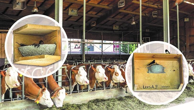 Die vielerorts aus Gründen des Tierschutzes vorgenommen Umstellung der Milchviehbetriebe auf Offenstallhaltung entwickelt sich über kurz oder lang zu einem Artenschutzproblem, weil Rauchschwalben der Platz zum Nisten genommen wird. Abhilfe können der Schwalbenwinkel (l.) oder die Schwalbenbox bieten, die Landwirte kostenlos vom LBV erhalten können. Die vielerorts aus Gründen des Tierschutzes vorgenommen Umstellung der Milchviehbetriebe auf Offenstallhaltung entwickelt sich über kurz oder lang zu einem Artenschutzproblem, weil Rauchschwalben der Platz zum Nisten genommen wird. Abhilfe können der Schwalbenwinkel (l.) oder die Schwalbenbox bieten, die Landwirte kostenlos vom LBV erhalten können.