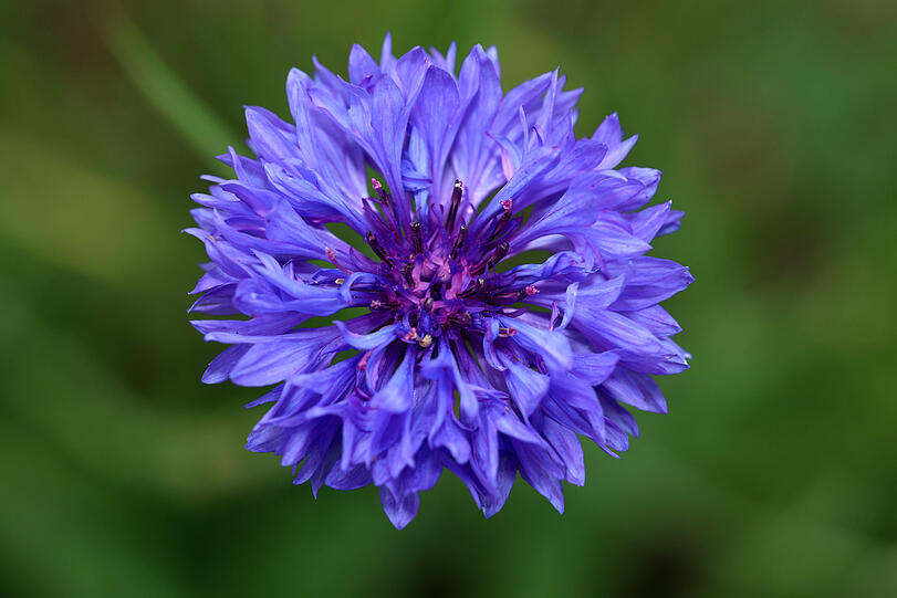Eine hübsche Kornblume.