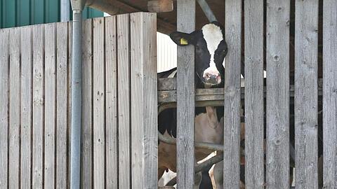 Eine Kuh streckt ihren Kopf durch die Holzlatten eines Stalls. Foto: Karl-Josef Hildenbrand/Archivbild
