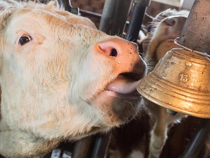 Auf der Weide trägt manch eine Kuh noch eine Glocke. Das gefällt nicht jedem.