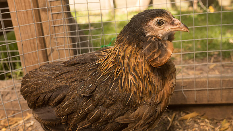 Araucana-H&uuml;hner legen gr&uuml;ne Eier.