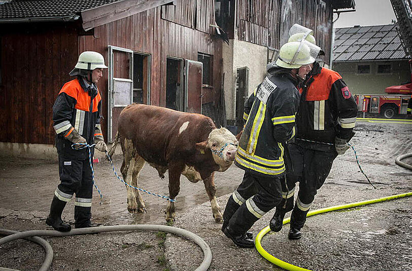 Bilder vom Großeinsatz der Feuerwehr: In Petting stand ein Stall in Vollbrand, etliche Tiere mussten aus dem brennenden Gebäude gerettet werden.