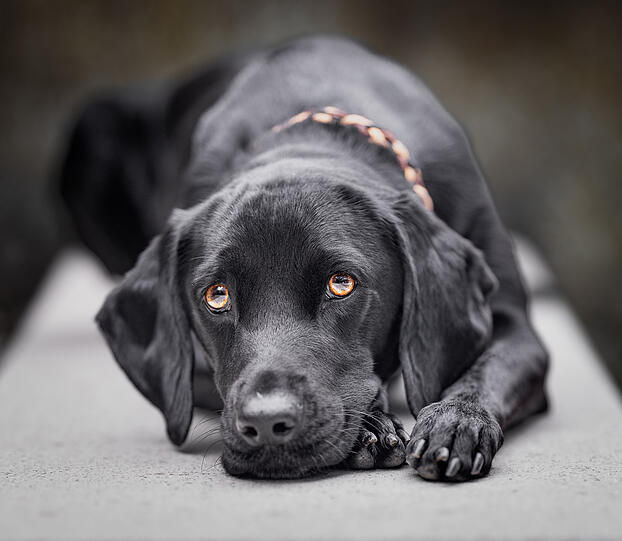 Loki ist mein "emotional support dog". Sie begleitet mich durch meine Depression, bringt mich zum Lachen, schenkt mir Halt – und hat meine Liebe zur Fotografie wiedererweckt. Sie ist mein Herz auf vier Pfoten. Nicht der Hund den ich suchte - aber der, den ich brauchte.