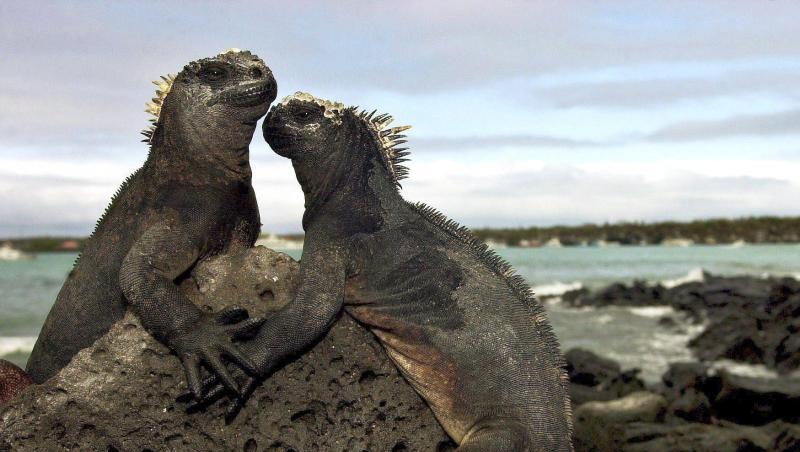Zwei Meerechsen auf den Galapagos-Inseln. Die Inseln zählen wegen ihrer besonderen Flora und Fauna seit 1978 zum Unesco-Weltnaturerbe. Zwei Meerechsen auf den Galapagos-Inseln. Die Inseln zählen wegen ihrer besonderen Flora und Fauna seit 1978 zum Unesco-Weltnaturerbe.
