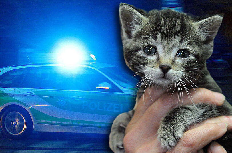 Tierquäler in Schwaben haben sechs Kätzchen getötet. Die Polizei ermittelt.