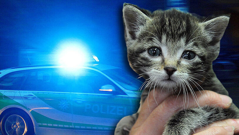 Tierquäler in Schwaben haben sechs Kätzchen getötet. Die Polizei ermittelt. Tierquäler in Schwaben haben sechs Kätzchen getötet. Die Polizei ermittelt.