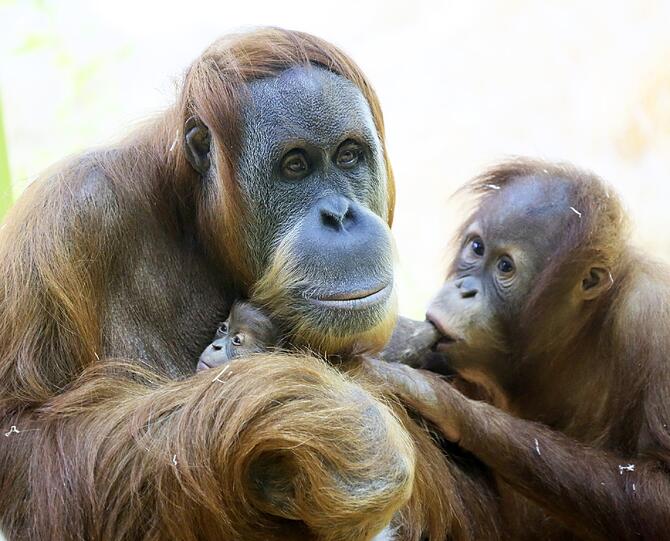 Das Orang-Utan-Baby von Hellabrunn. Die Bilder.