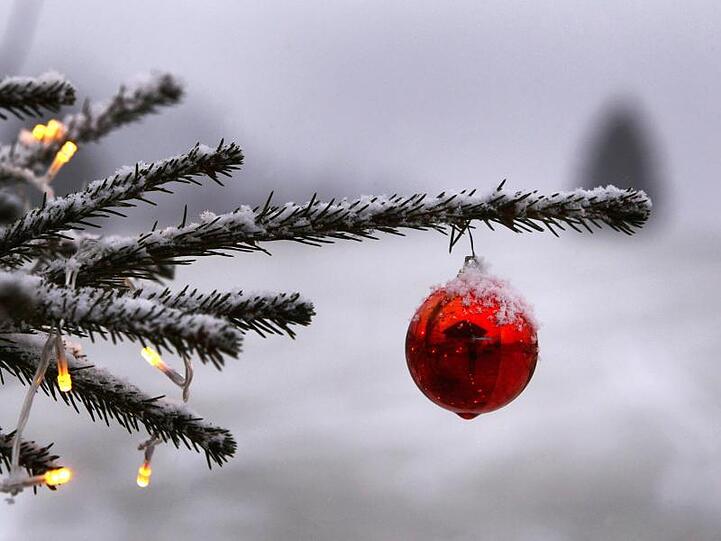 Schneebedeckte Bäume darf man dieses Jahr zu Weihnachten wohl nicht erwarten.