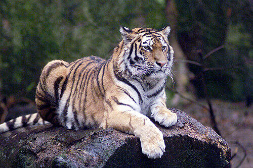 Ihm ist die Kostenexplosion beim Bau seiner Unterkunft egal: einer der sibirischen Tiger aus dem Nürnberger Tiergarten.