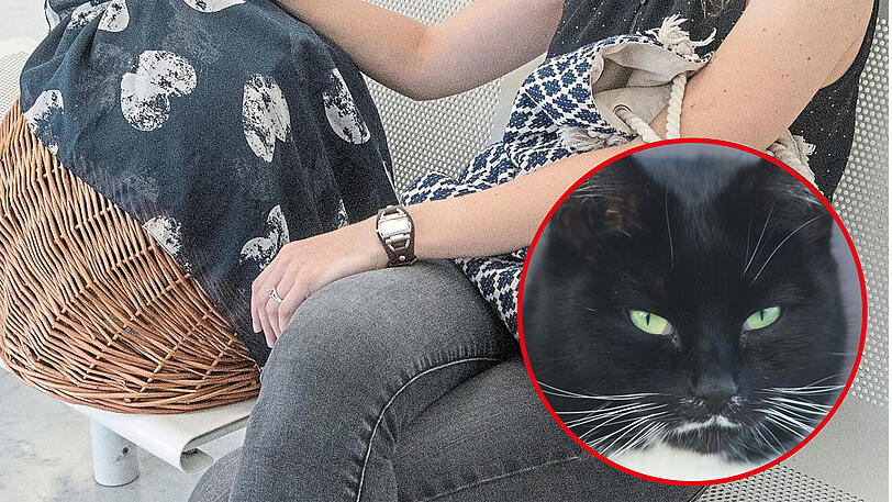 Die verdächtigte Katze sitzt in einem Korb, der mit einem Tuch abgedeckt ist &ndash; Das abgebildete Tier ist nicht besagte Katze aus Großmehring.