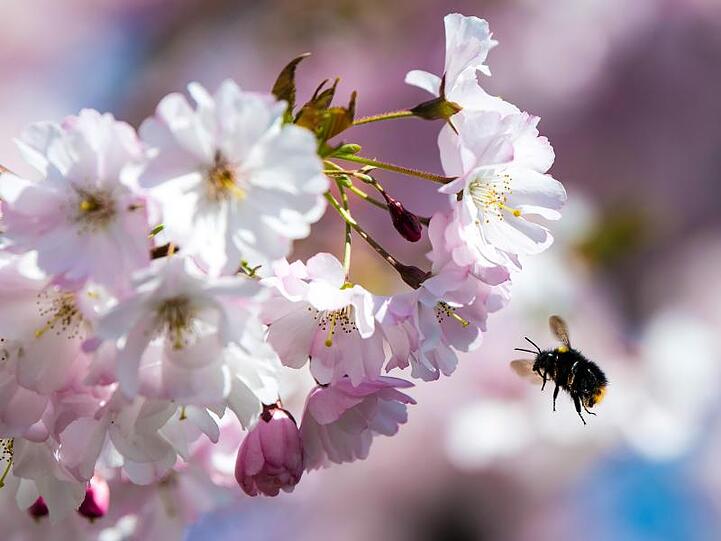 Eine Hummel fliegt zu einer Blüte, um Nektar zu sammeln. Foto: Federico Gambarini/dpa/Archivbild