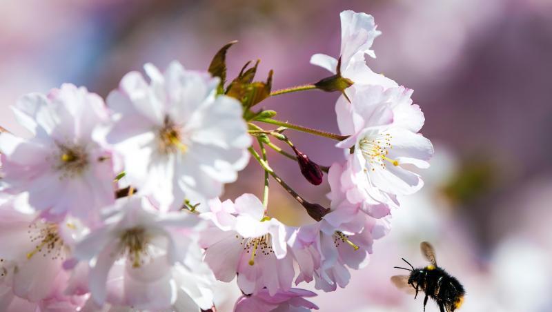 Eine Hummel fliegt zu einer Blüte, um Nektar zu sammeln. Foto: Federico Gambarini/dpa/Archivbild