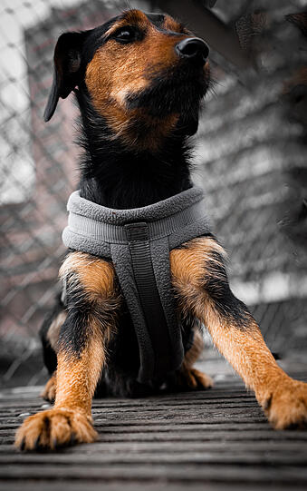 Gustl ist zwei Jahre alt, steckt mitten in der Hundepubertät und findet grundsätzlich alles spannend – außer "Sitz", wenn's grad nicht passt. Er ist ein Mix aus Terrier und Dackel, was bedeutet: doppelt eigensinnig, doppelt süß. Kinder liebt er heiß und innig (vor allem, wenn sie Essen fallen lassen).