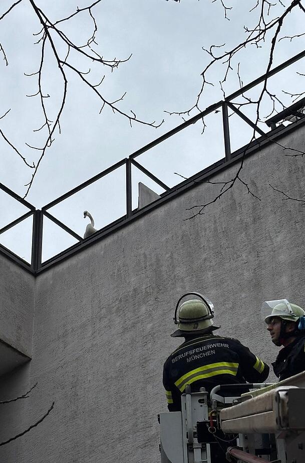 Mithilfe einer Drehleiter rettete die M&uuml;nchner Feuerwehr den Schwan.