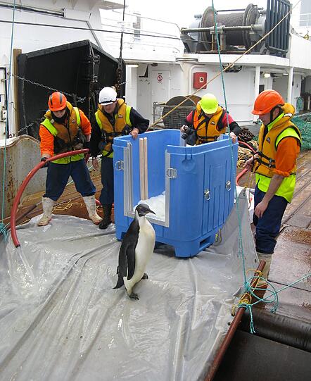 Am Sonntag wurde Pinguin "Happy Feet" von Forschern im Meer ausgesetzt. Nun soll er in seine Heimat, die Antarktis, zurückschwimmen. In der Nähe der Insel Campbell wurde das Tier sanft ins Wasser geschubst - es hatte sich selbst zunächst nicht getraut.