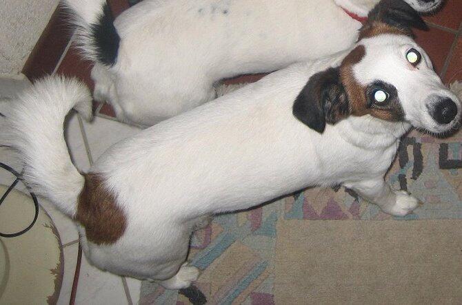 Ab durch die Mitte! Die Hundedame Bonnie ging auf der Theresienwiese verloren.