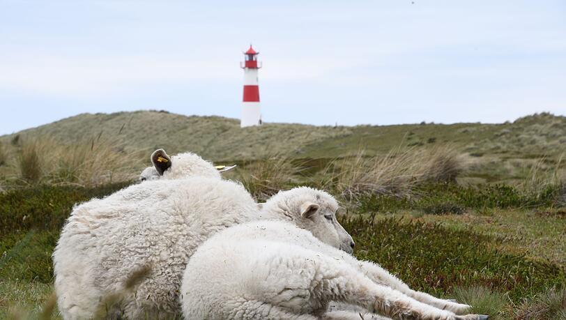 Der Goldschakal, der auf Sylt Dutzende Lämmer gerissen hat, darf wieder gejagt werden (Archivbild).