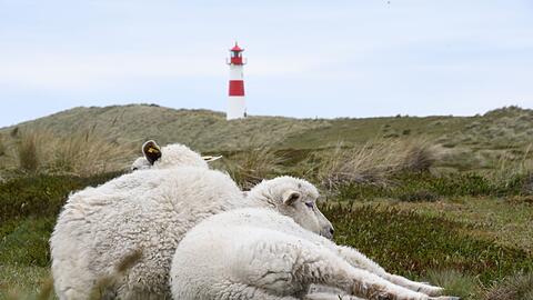 Der Goldschakal, der auf Sylt Dutzende Lämmer gerissen hat, darf wieder gejagt werden (Archivbild).