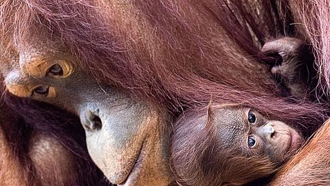 Orang-Utans sind faszinierend und einzigartig - und leben nur auf den Inseln Sumatra und Borneo. (Archivbild)