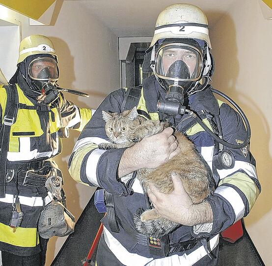 Feuerwehr rettete Katze aus Flammen.
