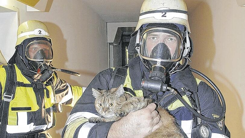 Feuerwehr rettete Katze aus Flammen. Feuerwehr rettete Katze aus Flammen.
