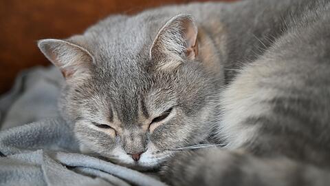 Katzen haaren sehr viel. Die Haare loszuwerden, kann viel Arbeit machen.