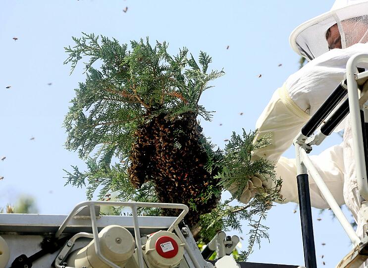 Jetzt kann der Experte ein Stück Baum abschneiden - samt der Bienen.