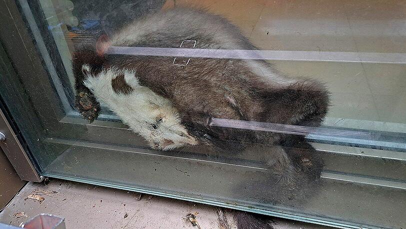 Ein zwischen Fenster und französischem Balkon eingeklemmter Marder.
