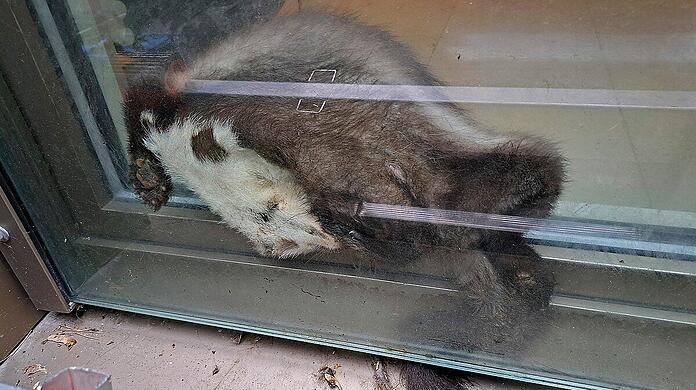 Ein zwischen Fenster und französischem Balkon eingeklemmter Marder.