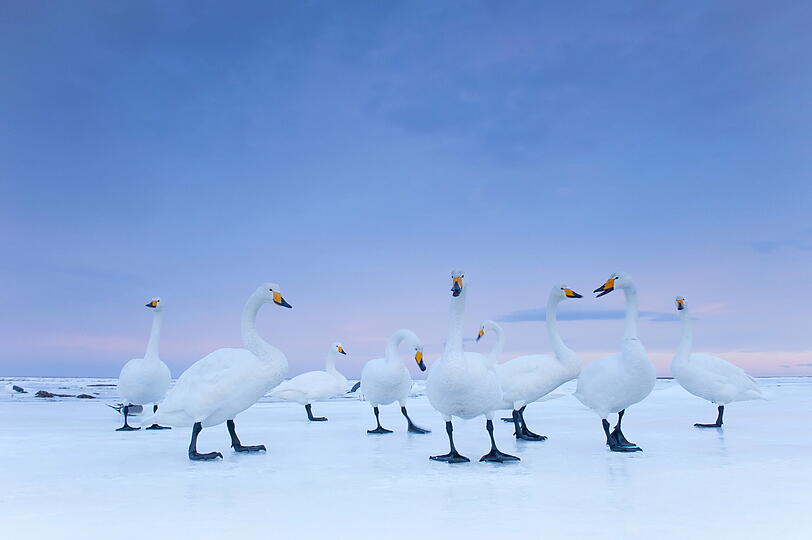 Stefano Unterthiner hat für "National Geographic" Schwäne fotografiert.