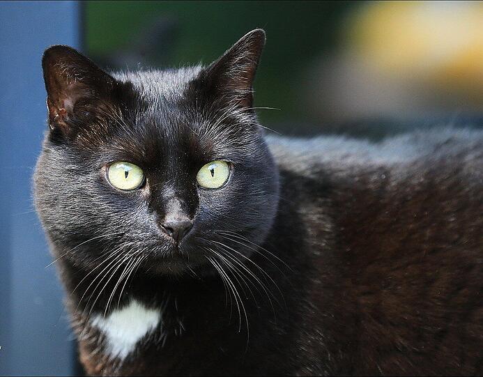 Mausi