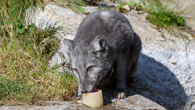 Neu in München: das Polarfuchs-Pärchen im Tierpark Hellabrunn