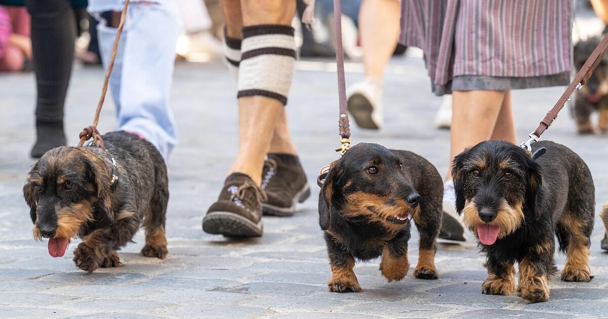 Neuauflage-der-Dackelparade-in-Regensburg-geplant