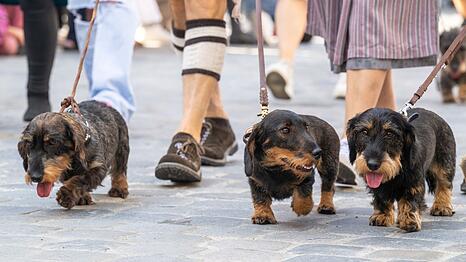 2026 soll es in Regensburg wieder eine Dackelparade geben. (Archivbild)