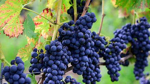 Die Weinlese liegt 2026 wieder unter dem Durchschnitt - etwa 30 Prozent entfallen auf rote Trauben. (Archivbild)