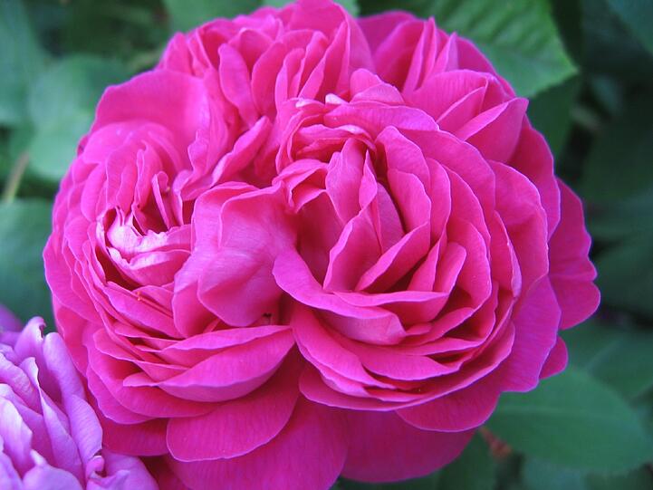 Eine Rose passt zum Muttertag - meint man im ÖBZ.