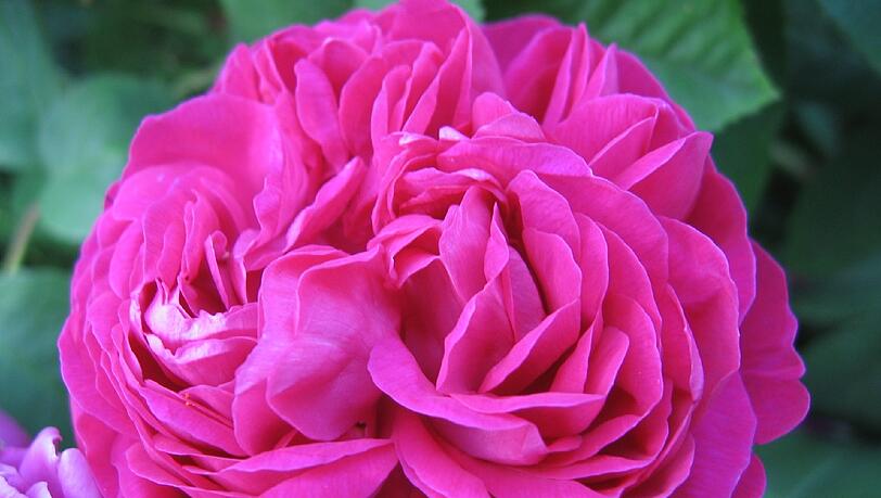 Eine Rose passt zum Muttertag - meint man im ÖBZ.