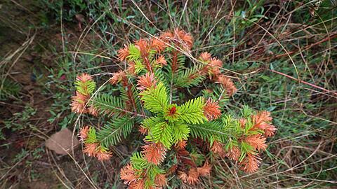 Auch an Christb&auml;umen gehen die negativen Folgen von Hitze, Trockenheit und Klimawandel nicht spurlos vorbei. (Illustration)