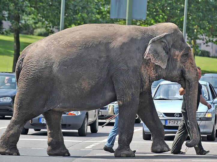 Auf einem Betriebsfest verletzte ein Elefant einen Mann und dessen 9 Monate altes Baby.