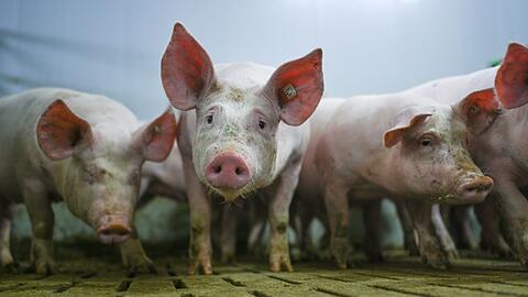 Die "Zukunftswerkstatt Schwein" fand Einzug in die Haushaltsdebatte. (Symbolbild)