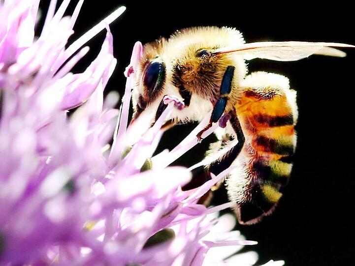 Eine Biene sucht auf einem Allium Zierlauch nach Blütenstaub der Pflanze. Foto: Martin Gerten/Archiv
