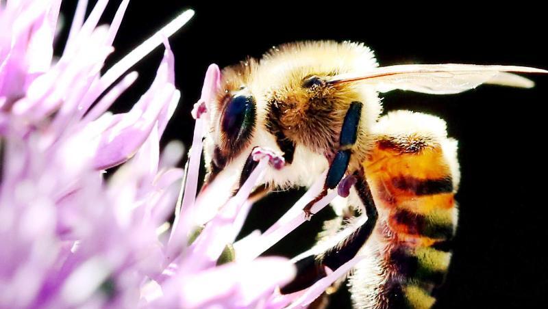 Eine Biene sucht auf einem Allium Zierlauch nach Blütenstaub der Pflanze. Foto: Martin Gerten/Archiv Eine Biene sucht auf einem Allium Zierlauch nach Blütenstaub der Pflanze. Foto: Martin Gerten/Archiv