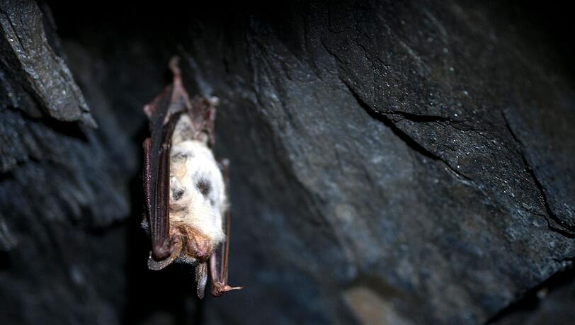 In Bayern gibt es 25 verschiedene Fledermaus-Arten, viele davon gelten als bedroht. (Symbolbild) In Bayern gibt es 25 verschiedene Fledermaus-Arten, viele davon gelten als bedroht. (Symbolbild)